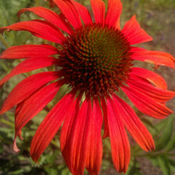 Coneflower Red